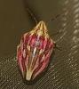 Odontotarsus purpureolineatus